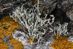 Ramalina siliquosa