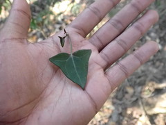 Senecio macroglossus