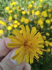 Scorzoneroides autumnalis