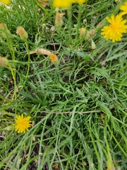 Scorzoneroides autumnalis