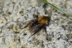 Bombus