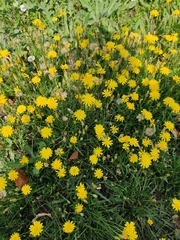 Scorzoneroides autumnalis