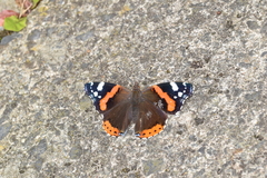 Vanessa atalanta