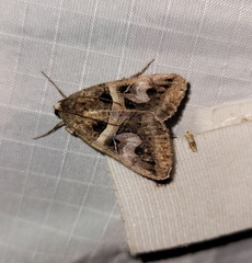 Drasteria grandirena