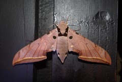 Ambulyx sericeipennis