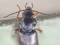 Phlaeopterus