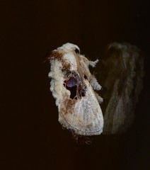 Chalcoscelides castaneipars