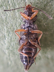 Phlaeopterus