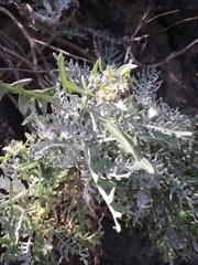 Constancea nevinii