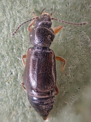 Phlaeopterus