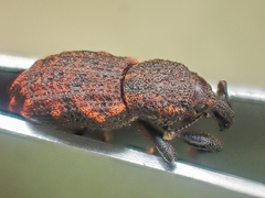 Steremnius carinatus