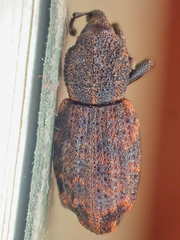 Steremnius carinatus