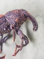 Steremnius carinatus