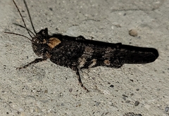 Trimerotropis cyaneipennis