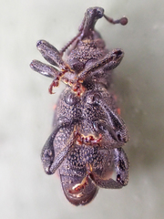 Steremnius carinatus