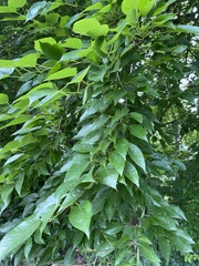 Maclura