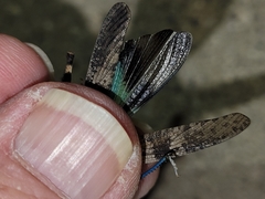 Trimerotropis cyaneipennis