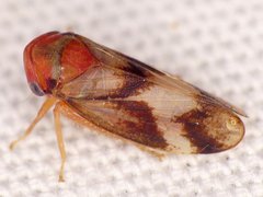 Macropsis bifasciata