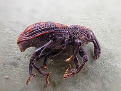 Steremnius carinatus