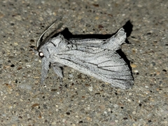 Inguromorpha itzalana