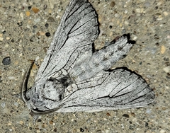 Inguromorpha itzalana