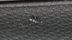 Encyrtinae