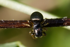 Heliophanus