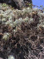 Constancea nevinii