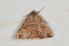 Hemeroplanis scopulepes