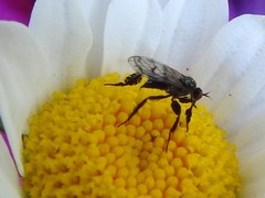 Empis clausa