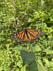 Danaus plexippus