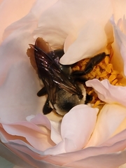 Xylocopa virginica