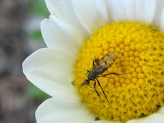 Empis clausa