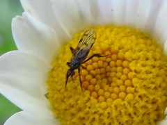 Empis clausa