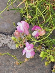 Antirrhinum majus