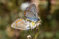 Polyommatus icarus