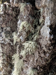 Ramalina petrina