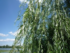 Salix × pendulina