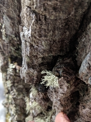 Ramalina petrina