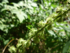 Agrimonia eupatoria eupatoria