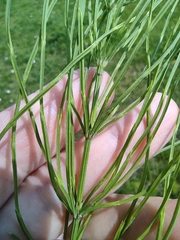 Equisetum arvense