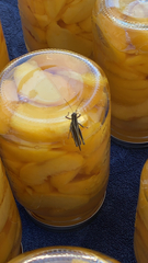 Melanoplus bivittatus