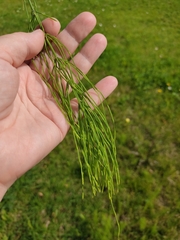 Equisetum arvense