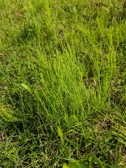 Equisetum arvense
