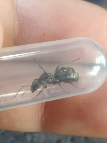 Silky field ant