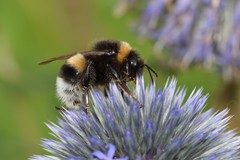 Bombus