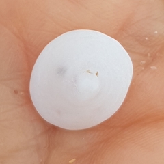 Calyptraea chinensis