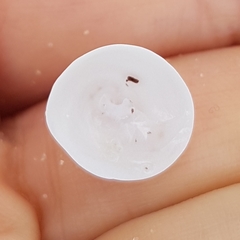 Calyptraea chinensis