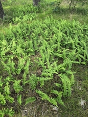 Polypodium vulgare