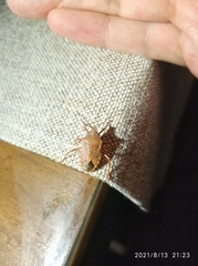 Apodiphus integriceps